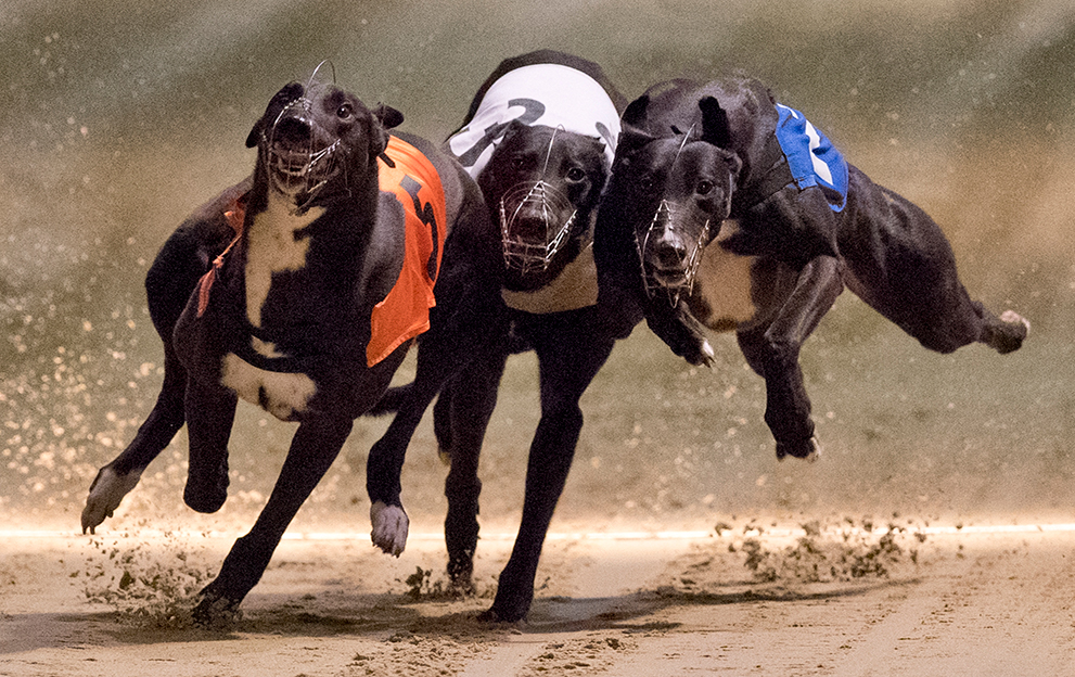greyhound racing betting