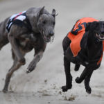 greyhound racing betting tips
