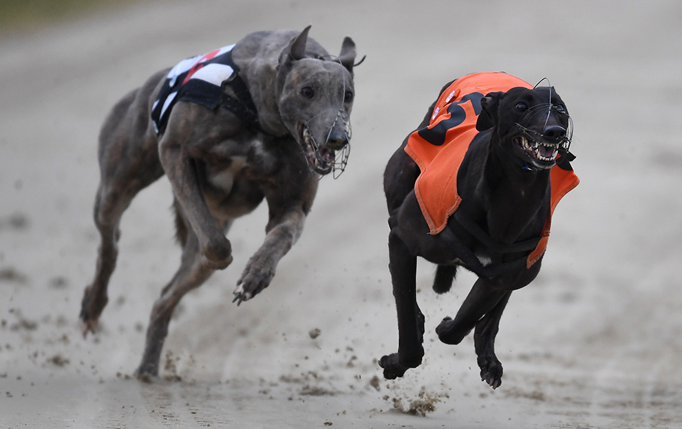 Dog Racing Guide for Beginners and Expert Tips