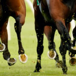 Paddy Power horse racing betting explained spread a plate