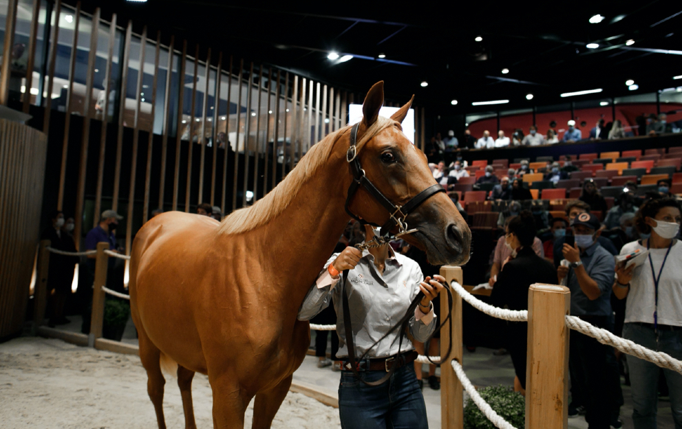 Yearling race horse