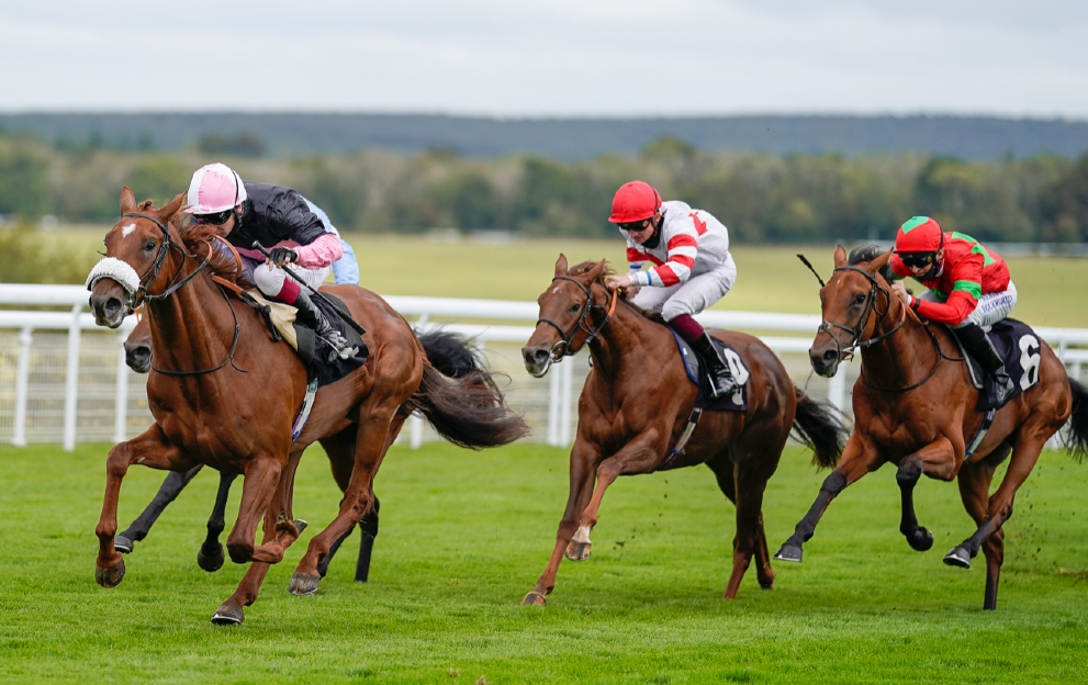 maiden race horse racing betting guide