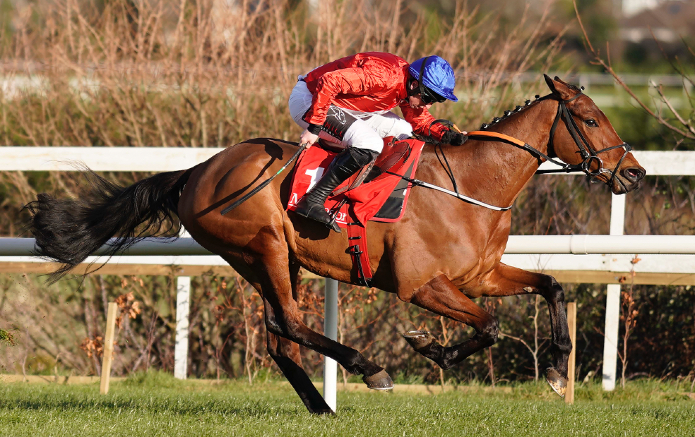 Horse racing tongue tie