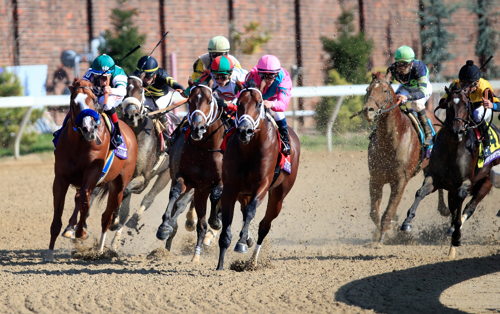 What is a Bull Ring in horse racing?
