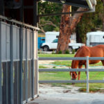 Horse racing stud