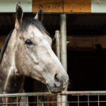 What is a sire and dam in horse racing