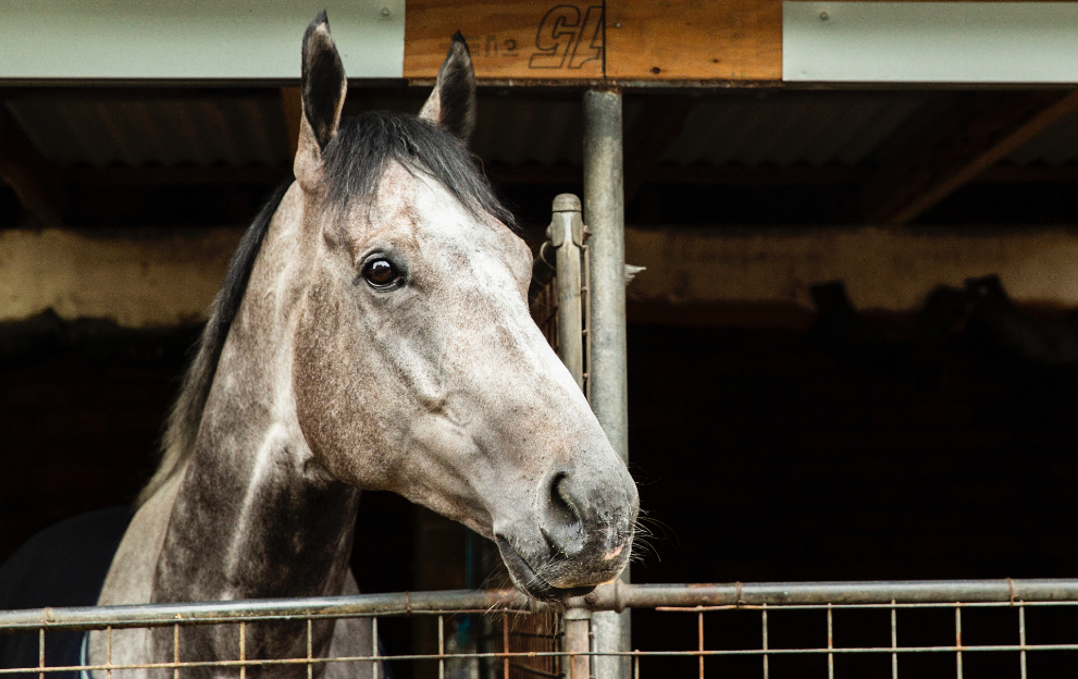 What is a sire and dam in horse racing