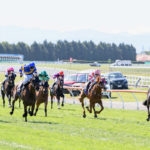 Colt, filly, gelding, stallion and mare