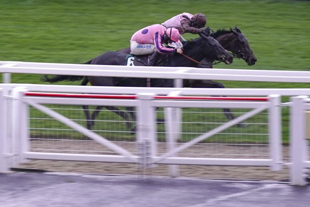 What happens when there is a dead-heat in horse racing?
