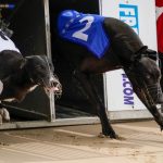 greyhound betting strategy at Paddy Power