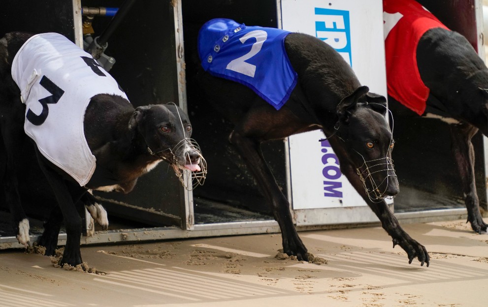 Betting on Greyhounds Strategy Tips