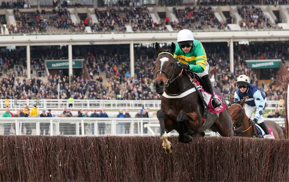 Jonbon jumping a fence at Cheltenham